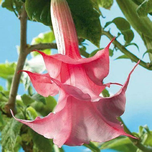 10 Double Pink Rose Angel Trumpet Flowers Brugmansia Datura Perennial Seeds | www.seedsplantworld.com