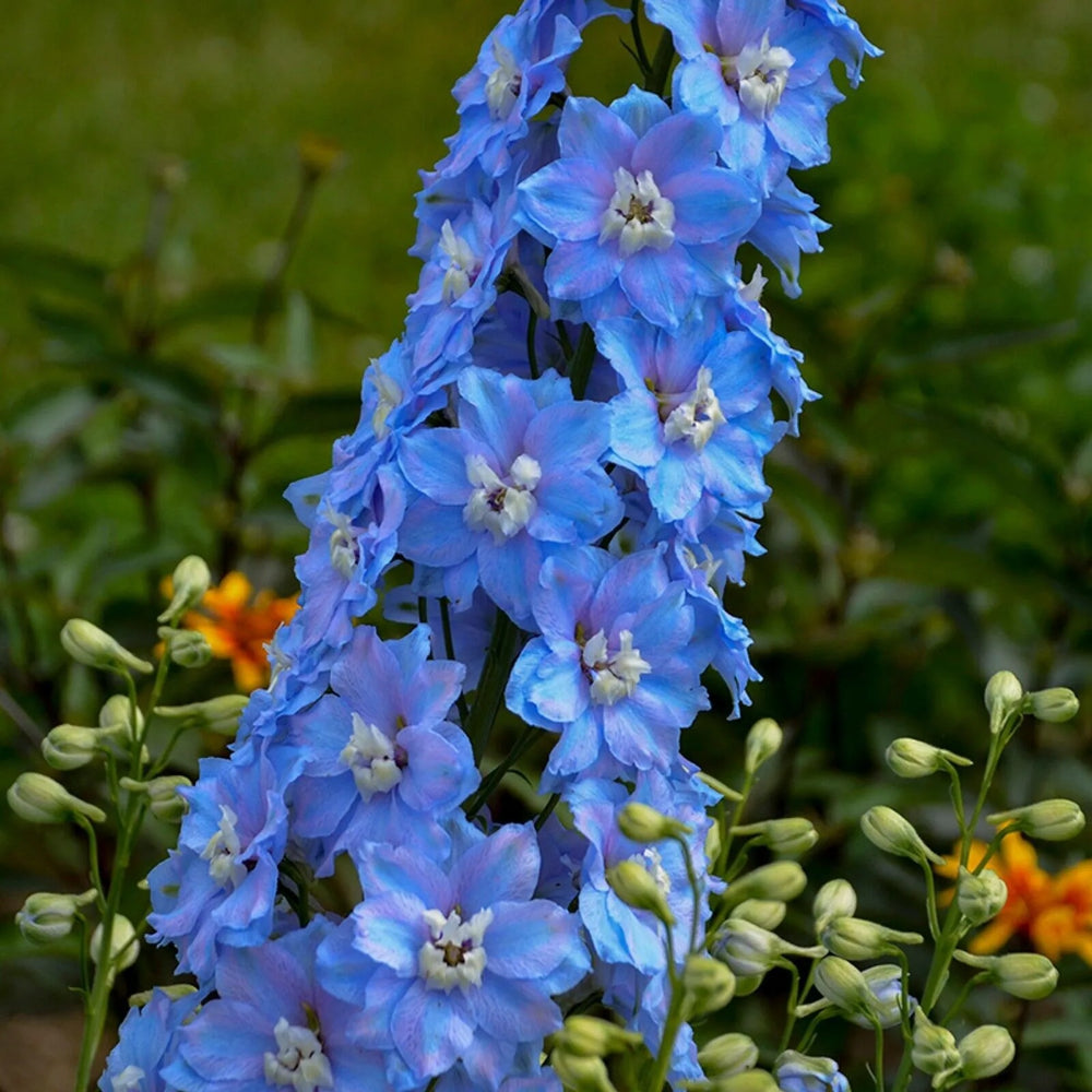 50 Million Dollar Sky Delphinium Flower Garden Flowers Perennial Seeds | www.seedsplantworld.com