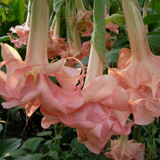 10 Evelyn Rose Angel Trumpet Flowers Brugmansia Datura Perennial Seeds | www.seedsplantworld.com