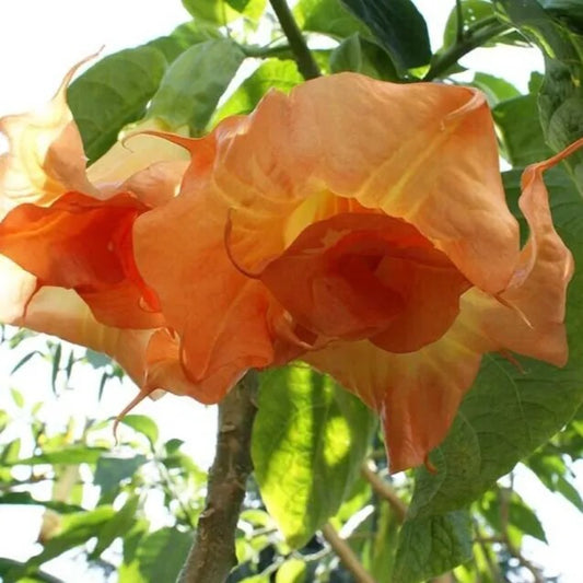 10 Magic Momen Angel Trumpet Flowers Flower Brugmansia Datura Perennial Seeds | www.seedsplantworld.com