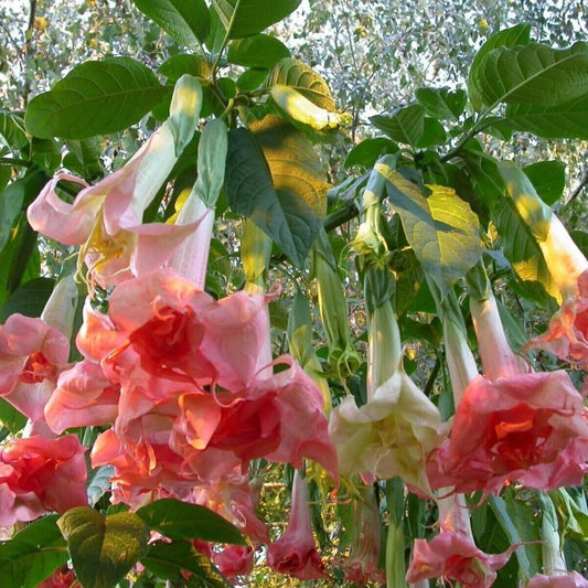 10 Perfektion Angel Trumpet Flowers Flower Brugmansia Datura Perennial Seeds | www.seedsplantworld.com