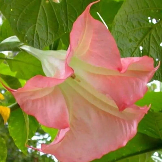 10 Sunset Angel Trumpet Flowers Flower Brugmansia Datura Perennial Seeds | www.seedsplantworld.com