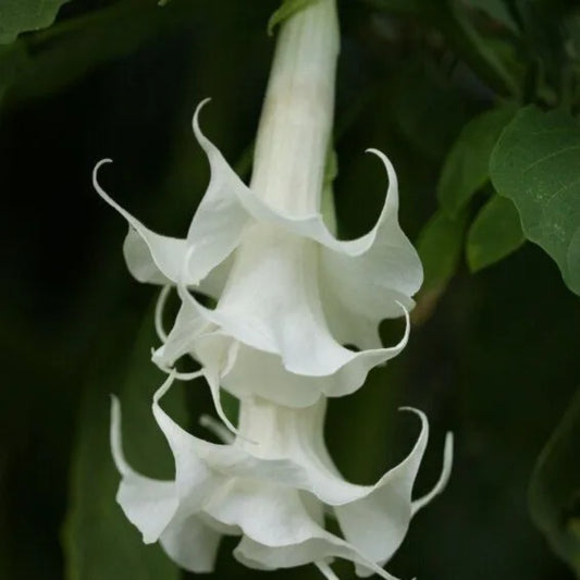 10 Triple White Angel Trumpet Flowers Flower Brugmansia Datura Perennial Seeds | www.seedsplantworld.com