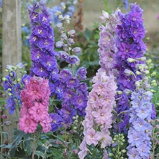 50 Mini Stars Delphinium Flower Garden Flowers Perennial Seeds | www.seedsplantworld.com