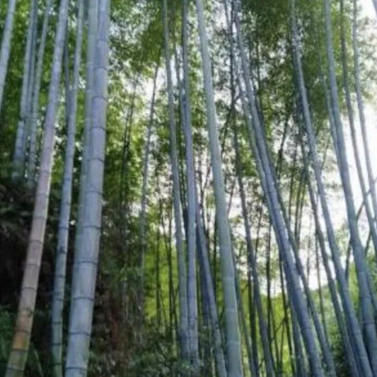 50 Ma Zhu Bamboo Privacy Climbing Garden Clumping Shade Screen Seeds | www.seedsplantworld.com