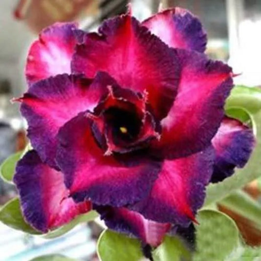 4 DBL Dark Purple Pink Desert Rose Adenium Flower Perennial Seeds | www.seedsplantworld.com