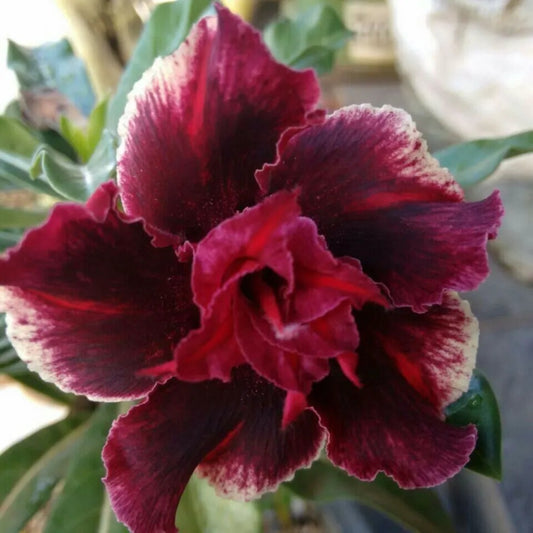 4 Double Red Magenta Desert Rose Adenium Obesum Flower Exotic Perennial Seeds | www.seedsplantworld.com