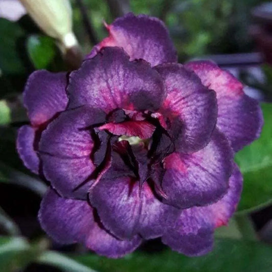 4 Dark Purple Pink Desert Rose Adenium Obesum Flower Exotic Garden Perennial Seeds | www.seedsplantworld.com
