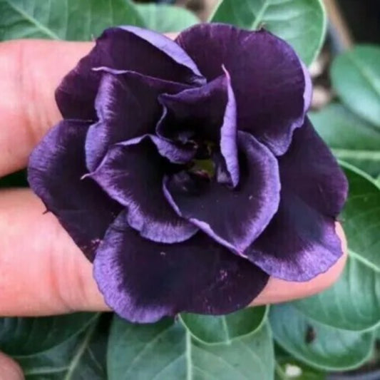 4 Dark Purple Desert Rose Adenium Obesum Flower Exotic Flowers Perennial Seeds | www.seedsplantworld.com