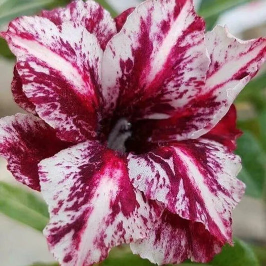 4 White Purple Desert Rose Adenium Obesum Flower Exotic Perennial Seeds | www.seedsplantworld.com