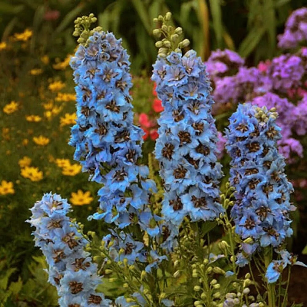 50 Moonlight Blues Delphinium Flower Garden Flowers Perennial Seeds | www.seedsplantworld.com