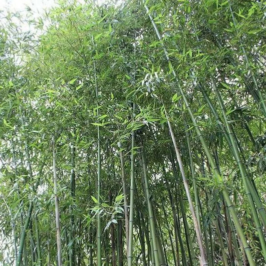 50 Giant Japanese Timber Bamboo Privacy Climbing Garden Perennial Seeds | www.seedsplantworld.com