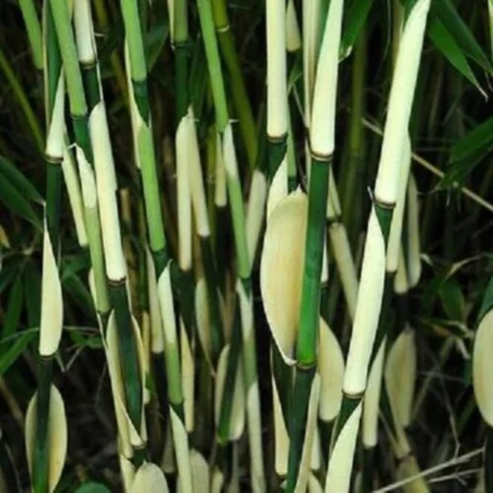 50 Fargesia Bamboo Privacy Garden Clumping Exotic Shade Perennial Seeds | www.seedsplantworld.com