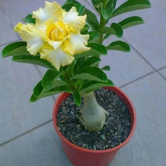 4 Rare Yellow White Desert Rose Adenium Flowers Perennial Seeds | www.seedsplantworld.com