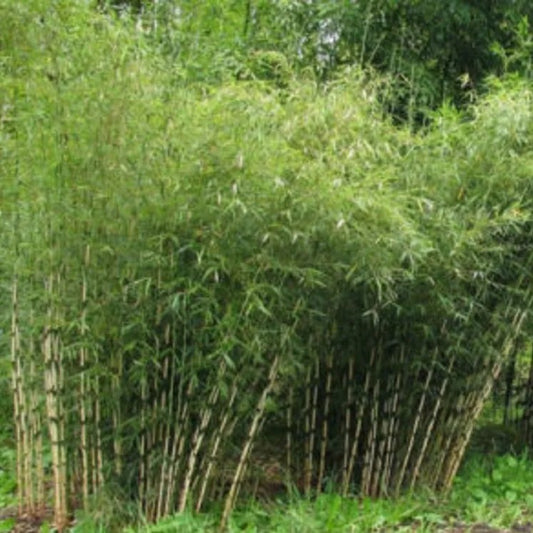 50 Umbrealla Bamboo Privacy Garden Clumping Exotic Shade Screen Perennial Seeds | www.seedsplantworld.com