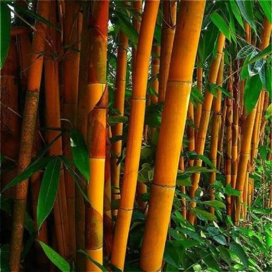 50 Orange Bamboo Privacy Garden Clumping Exotic Screen Perennial Seeds | www.seedsplantworld.com
