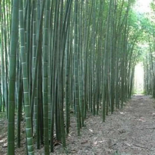 50 Moso Bamboo Privacy Climbing Garden Clumping Shade Screen Perennial Seeds | www.seedsplantworld.com