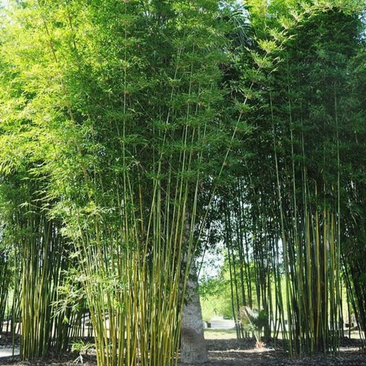 50 Bambusa Oldamii Bamboo Privacy Garden Clumping Shade Perennial Seeds | www.seedsplantworld.com