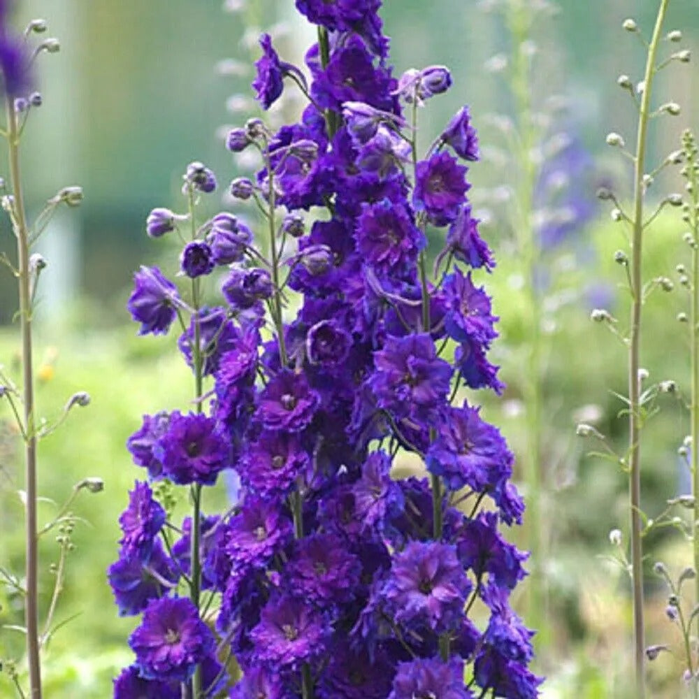 50 Pagans Purple Delphinium Flower Garden Flowers Perennial Seeds | www.seedsplantworld.com