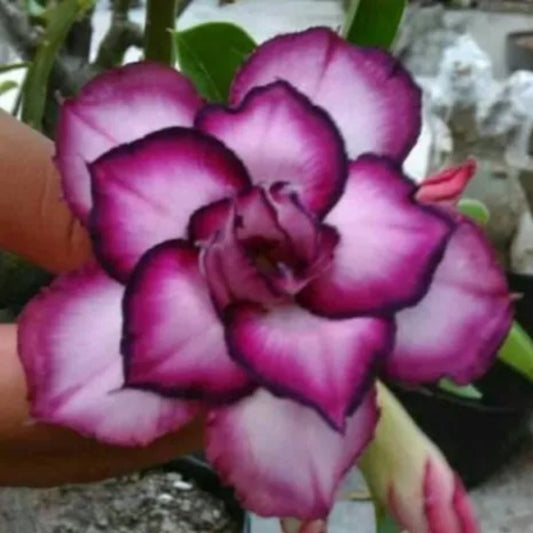 4 DBL White Purple Desert Rose Adenium Obesum Flower Perennial Seeds | www.seedsplantworld.com