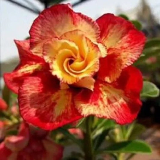 4 Orange Red Desert Rose Adenium Flower Perennial Seeds | www.seedsplantworld.com