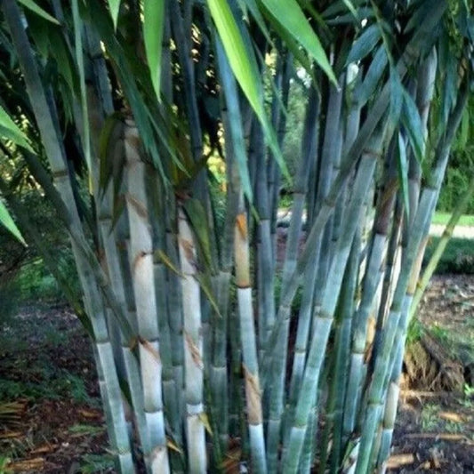 50 Blue Bamboo Privacy Plant Garden Clumping Exotic Shade Perennial Seeds | www.seedsplantworld.com