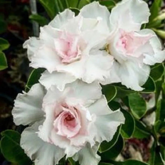 4 Double White Desert Rose Adenium Flower Bloom Perennial Seeds | www.seedsplantworld.com