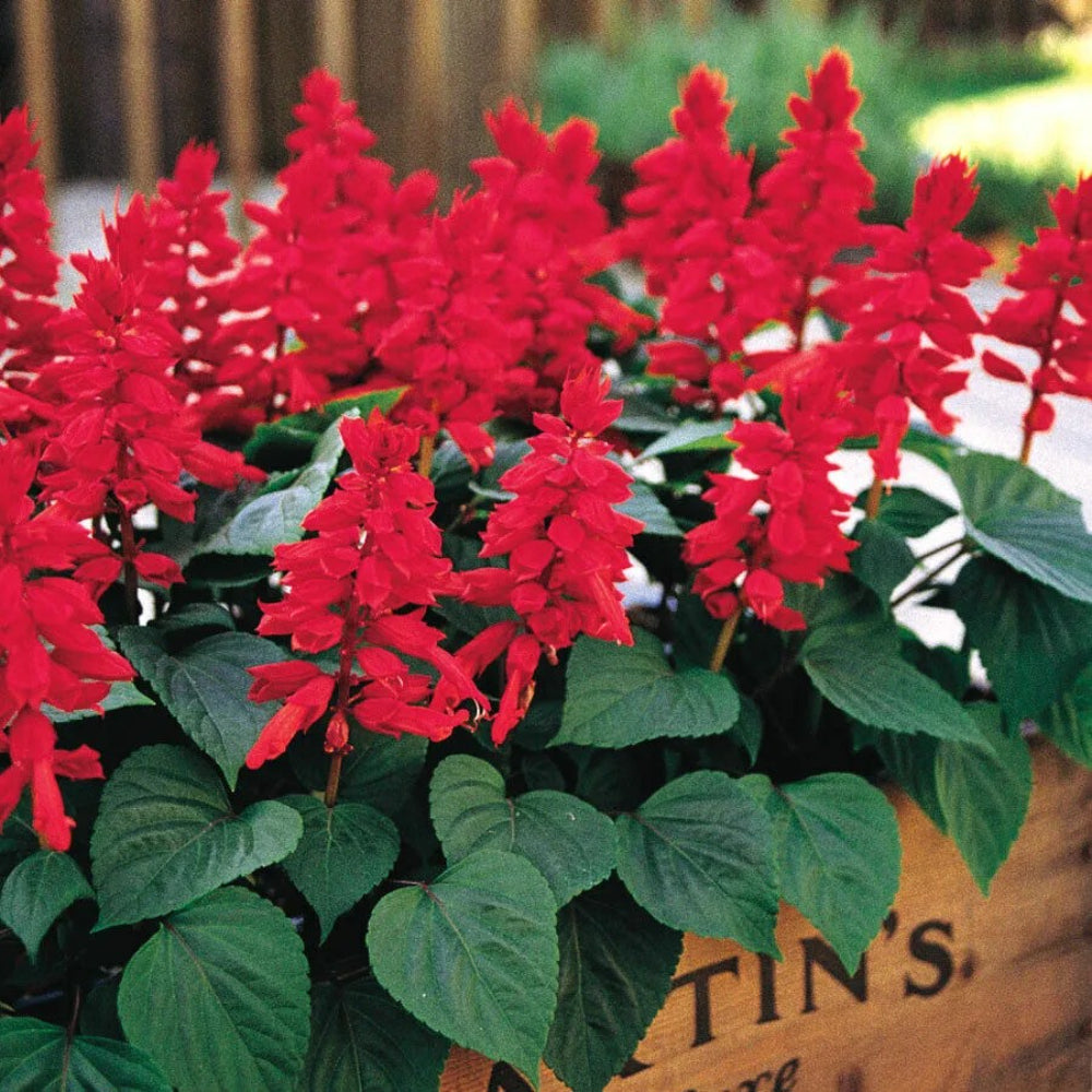 50 Red Salvia Flower Flowers Hummingbird Perennial Seeds | www.seedsplantworld.com