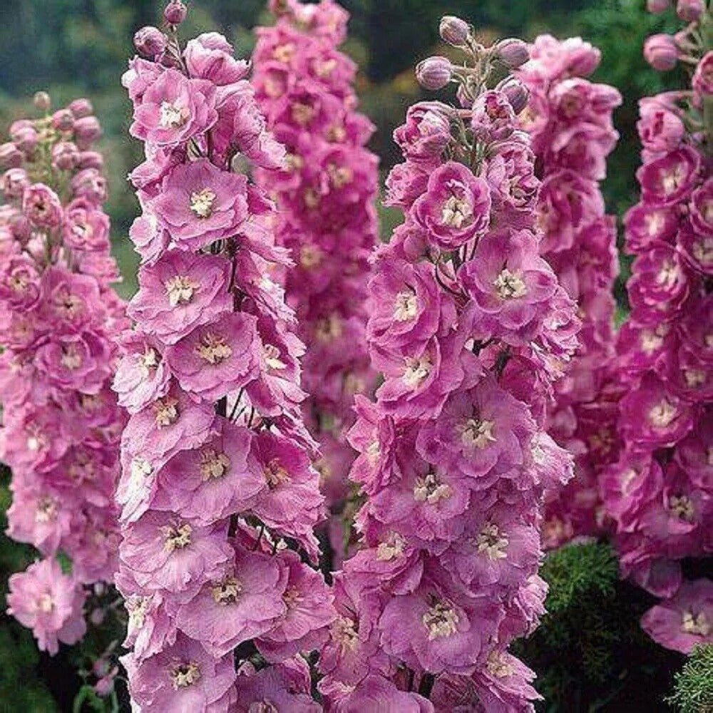 50 Pink Power Delphinium Flower Garden Flowers Perennial Seeds | www.seedsplantworld.com