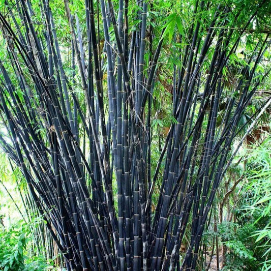 50 Tropical Black Bamboo Privacy Clumping Shade Screen Perennial Seeds | www.seedsplantworld.com