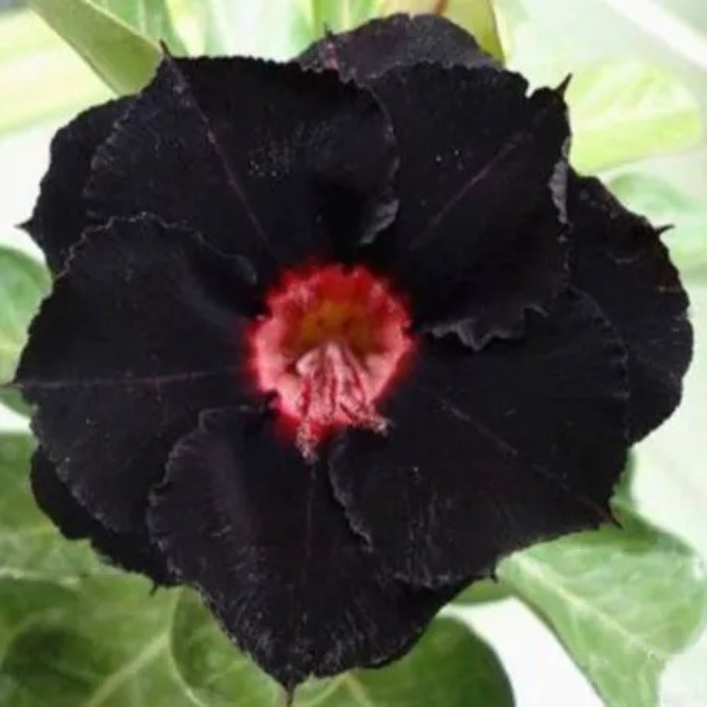 4 Black Red Desert Rose Adenium Obesum Flower Flowers Exotic Perennial Seeds | www.seedsplantworld.com