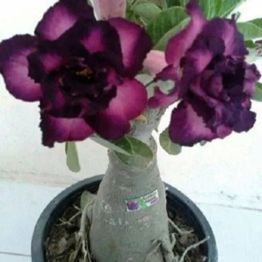 4 Purple Black Desert Rose Adenium Flowers Flower Perennial Seeds | www.seedsplantworld.com