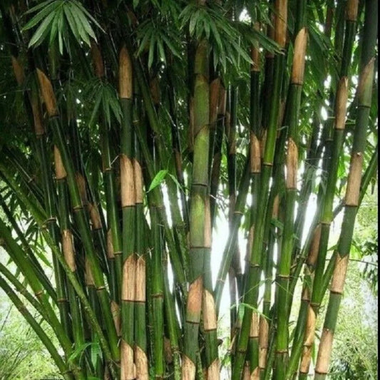 50 Giant Atter Bamboo Privacy Garden Clumping Exotic Shade Screen Perennial Seeds | www.seedsplantworld.com