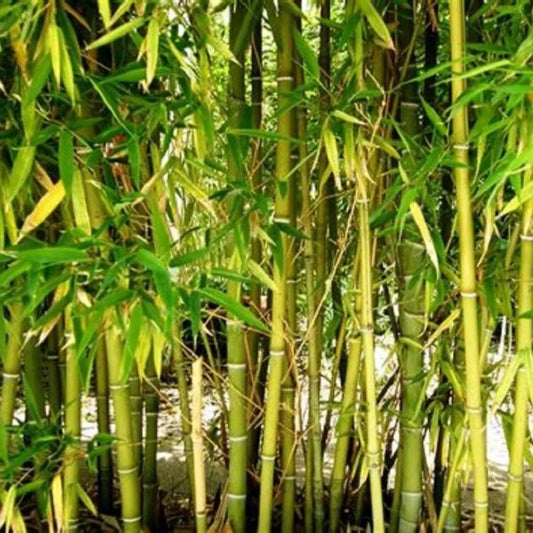 50 Yellow Bamboo Privacy Garden Clumping Shade Screen Perennial Seeds | www.seedsplantworld.com