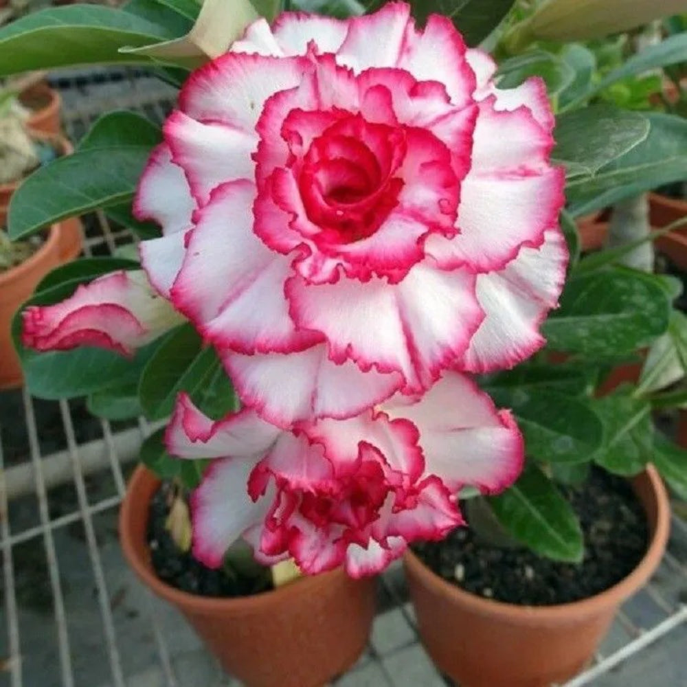 4 Double Red White Desert Rose Adenium Obesum Flower Perennial Seeds | www.seedsplantworld.com