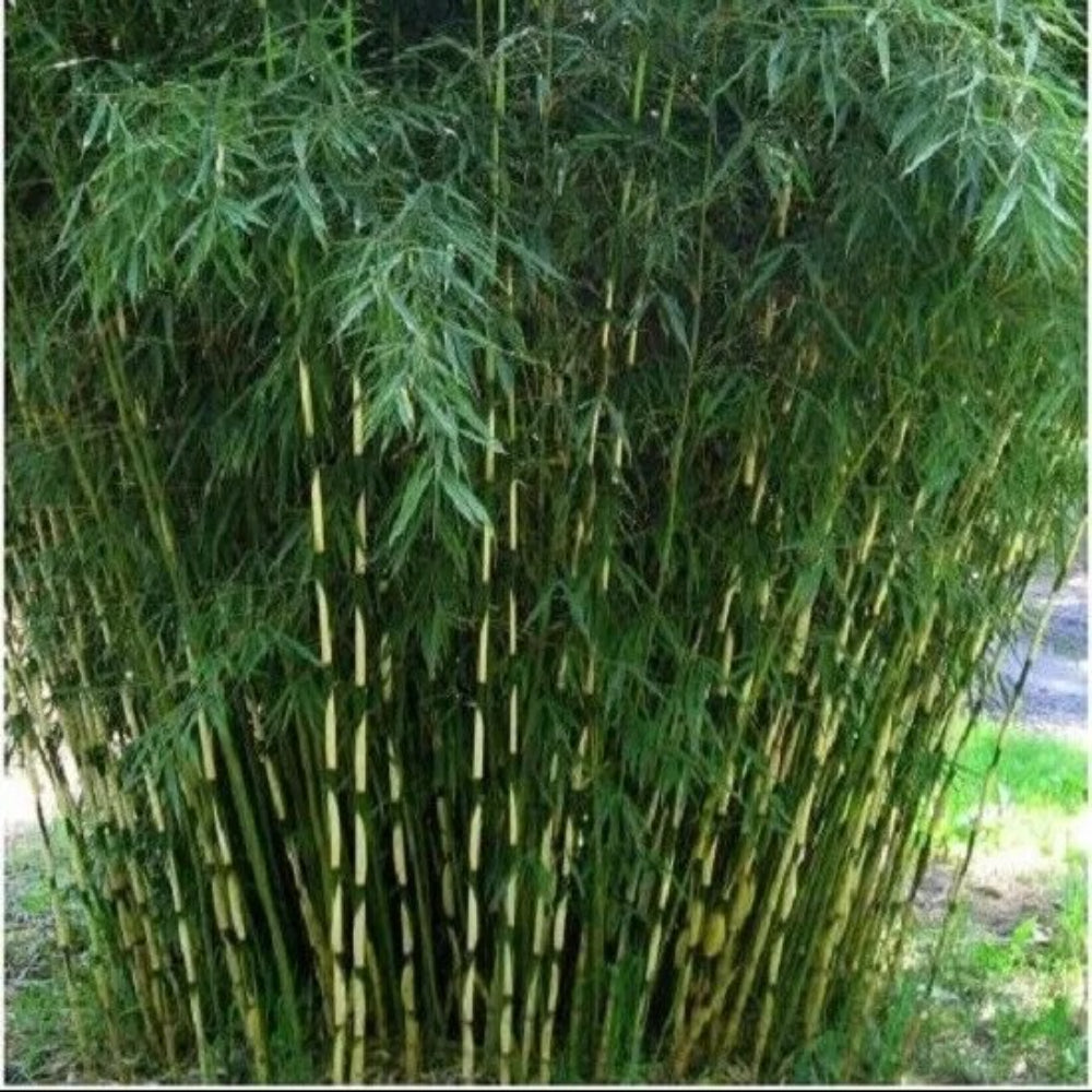 30 Pingwu Bamboo Privacy Plant Garden Screen Shade Perennial Seeds | www.seedsplantworld.com