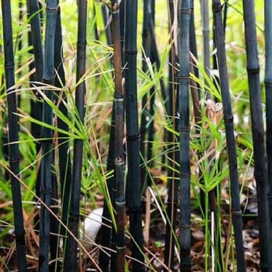 50 Black Bamboo Privacy Plant Garden Exotic Shade Screen Perennial Seeds | www.seedsplantworld.com