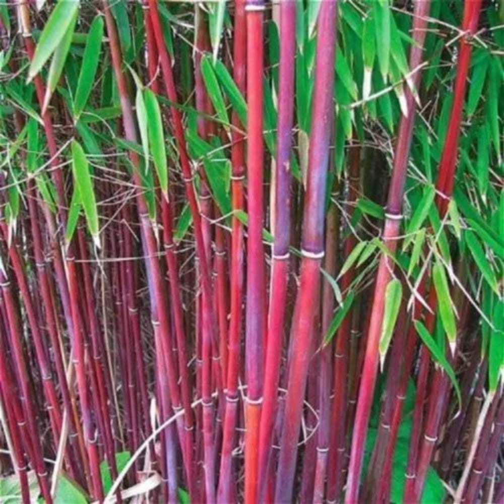 25 Red Bamboo Privacy Plant Garden Shade Exotic Screen Perennial Seeds | www.seedsplantworld.com