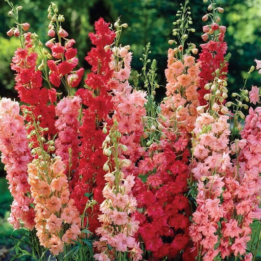 50 Red Arrow Mix Delphinium Garden Flower Flowers Perennial Seeds | www.seedsplantworld.com