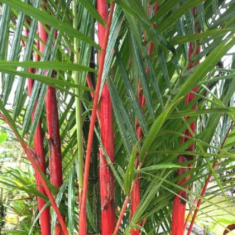 50 Costa Rico Red Moso Bamboo Privacy Climbing Shade Perennial Seeds | www.seedsplantworld.com