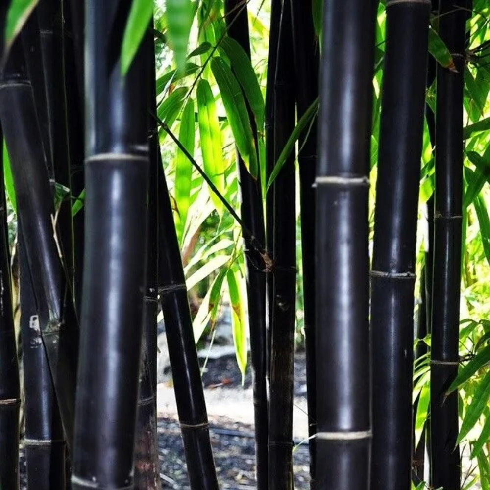 50 Timor Black Bamboo Privacy Garden Clumping Exotic Shade Screen Seeds | www.seedsplantworld.com