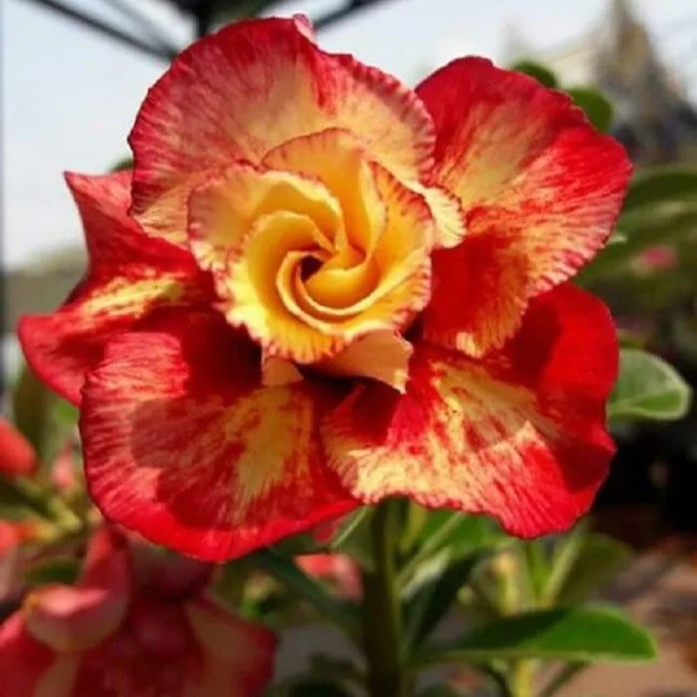 4 Red Orange Desert Rose Adenium Obesum Flower Flowers Perennial Seeds | www.seedsplantworld.com