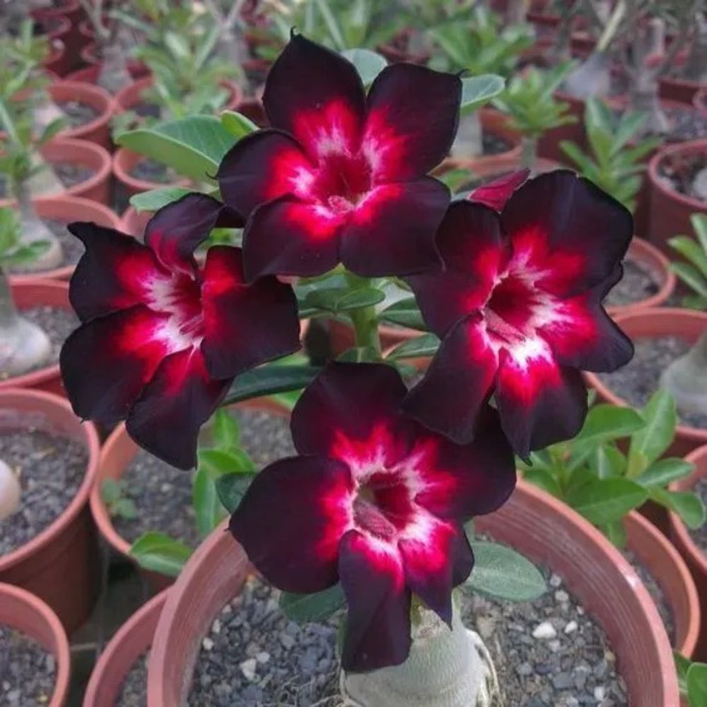 4 Pink Black White Desert Rose Adenium Flower Perennial Seeds | www.seedsplantworld.com