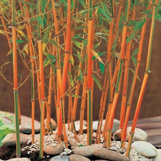 50 Red Fountain Bamboo Privacy Climbing Garden Shade Perennial Seeds | www.seedsplantworld.com
