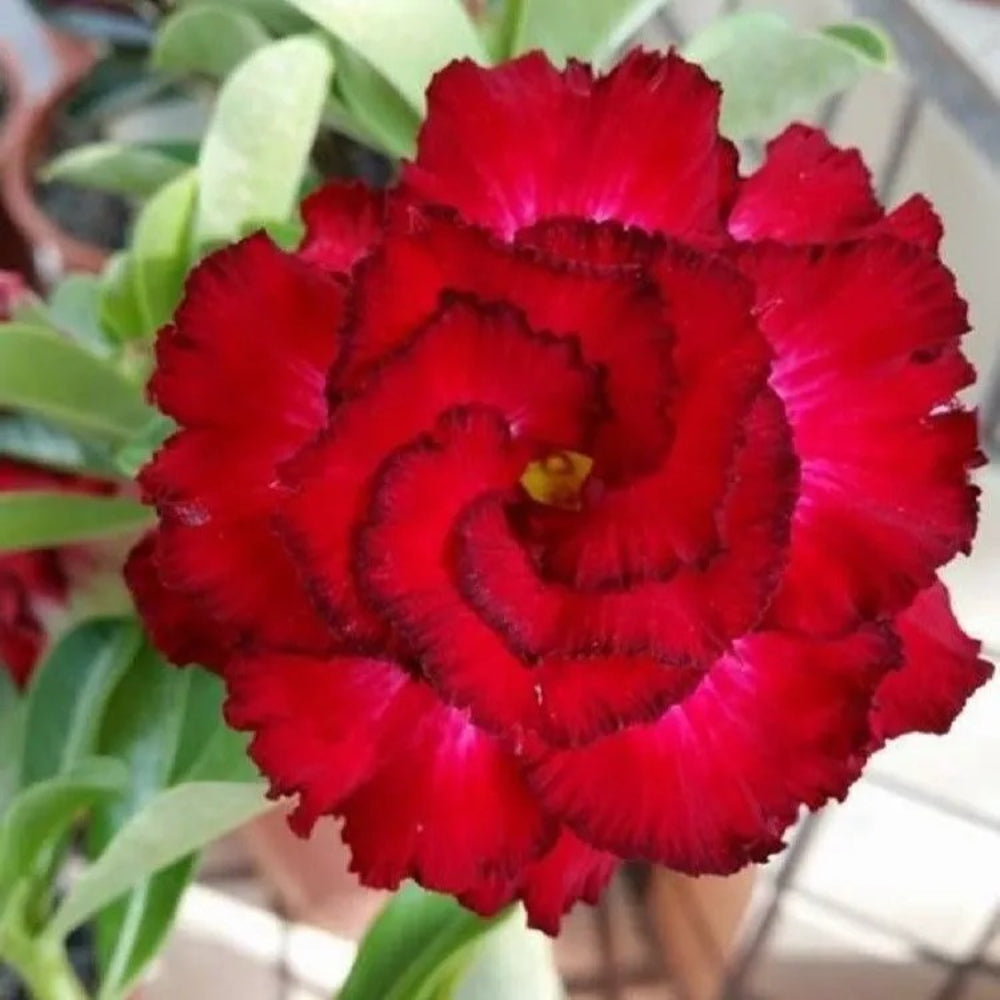 4 Red Black Tips Desert Rose Adenium Obesum Flowers Exotic Perennial Seeds | www.seedsplantworld.com