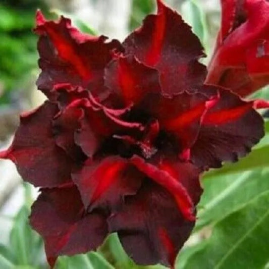 4 Dark Red Desert Rose Adenium Flowers Flower Perennial Seeds | www.seedsplantworld.com