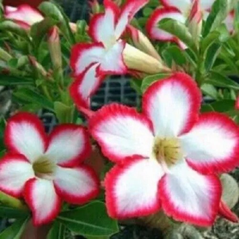 4 White Red Desert Rose Adenium Obesum Flower Exotic Flowers Perennial Seeds | www.seedsplantworld.com