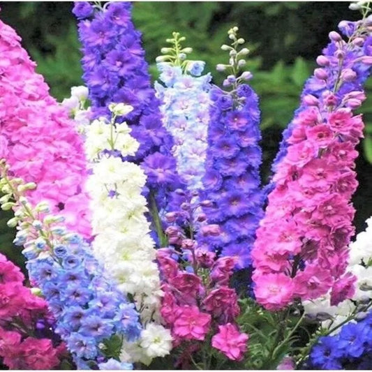 50 Rocket Mix Delphinium Garden Flower Flowers Perennial Seeds | www.seedsplantworld.com