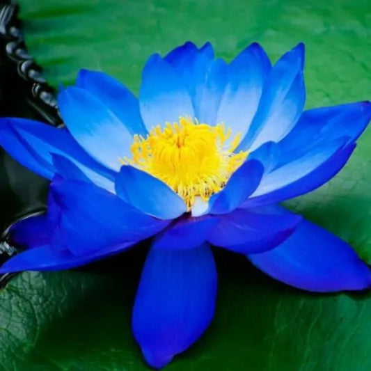 5 Bright Blue Lotus Nelumbo Nucifera Flowering Blooms Hardy Tropical Seeds | www.seedsplantworld.com