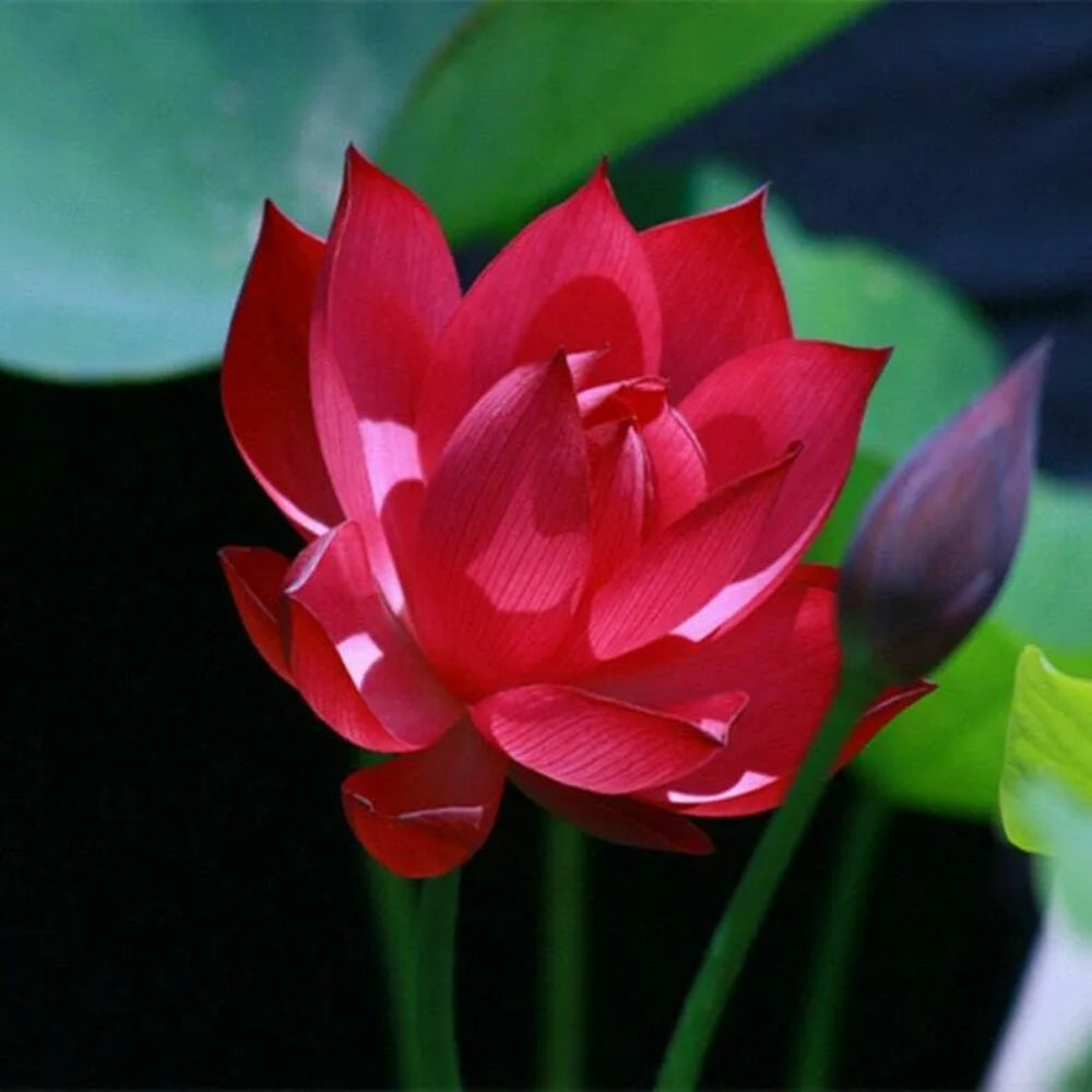 5 Bright Pink Water Lily Nymphaea Spp Flowering Blooms Hardy Tropical Seeds | www.seedsplantworld.com